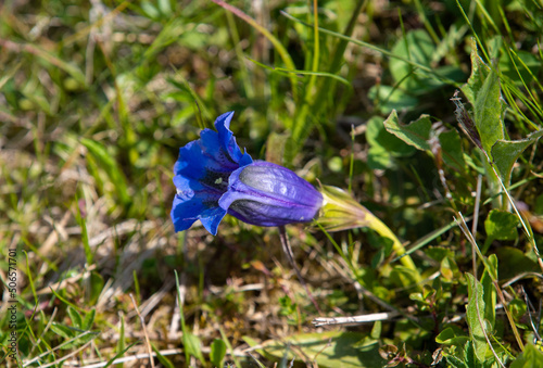 a close-up of a Gentiana acaulis flower photo