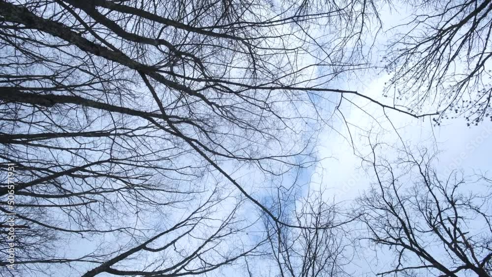 View from below of the trees without leaves and clear blue sky. The concept of late autumn and warm sunny days. Walk through the autumn beech forest. Natural background of gnarled tree branches. View from below of the trees without leaves and clear blue sky. The concept of late autumn and warm sunny days. Walk through the autumn beech forest. Natural background of gnarled tree branches.