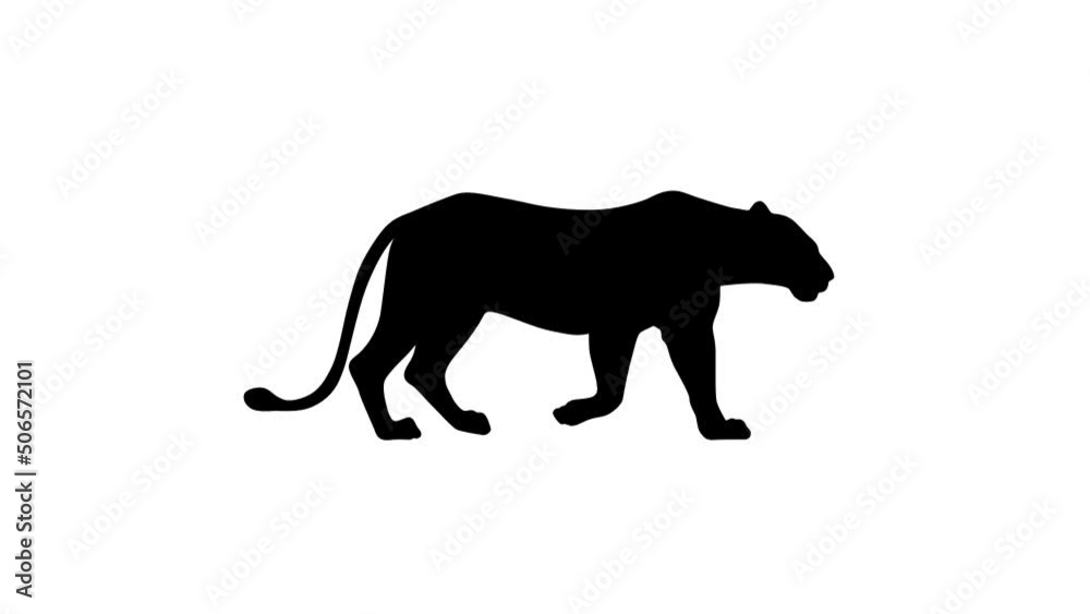 Walking lion, animation on the white background (seamless loop)