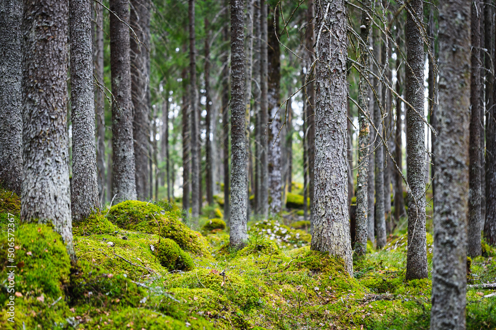 Obraz premium Magic spruce forest covered with moss. Selective focus.