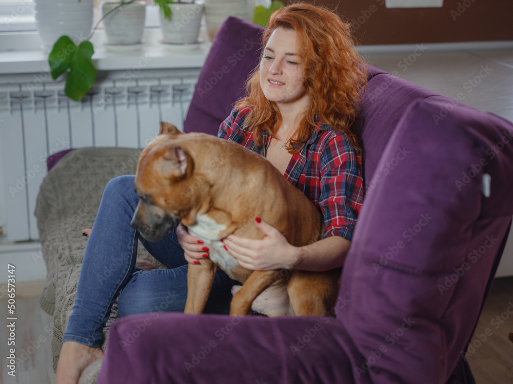 Happy woman petting her merican staffordshire terrier on couch at home in living room. pet and owner having good time together at home, living room interior,