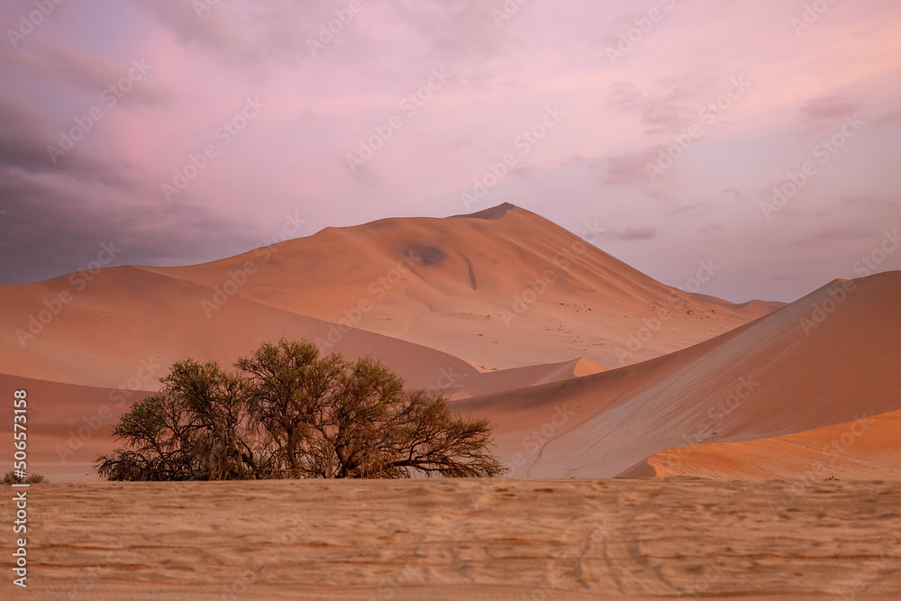 Pink sunrise on the beautiful dunes of the Namib Desert. Sossusvlei. Namibia. Africa