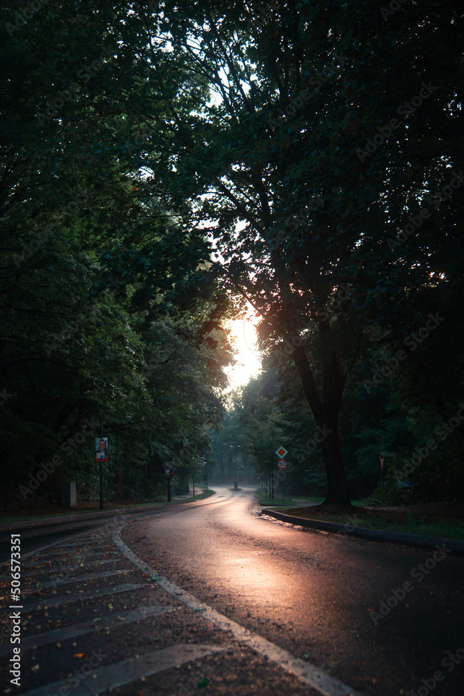 Fototapeta premium Bäume im Abendlicht
