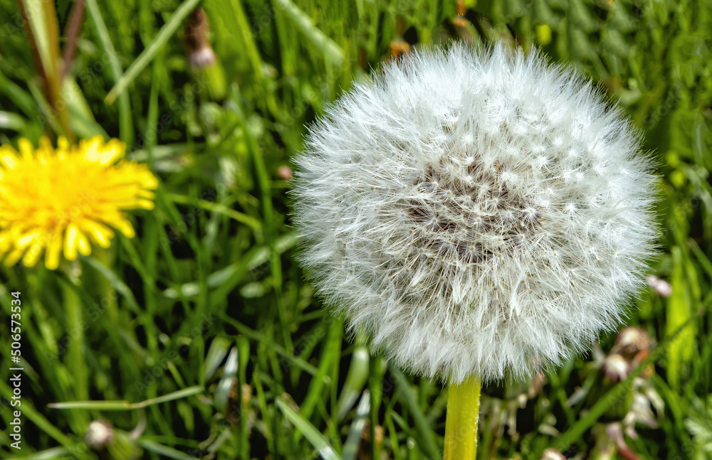 blooming white dandelion blossom in the grass blooming white dandelion blossom in the grass