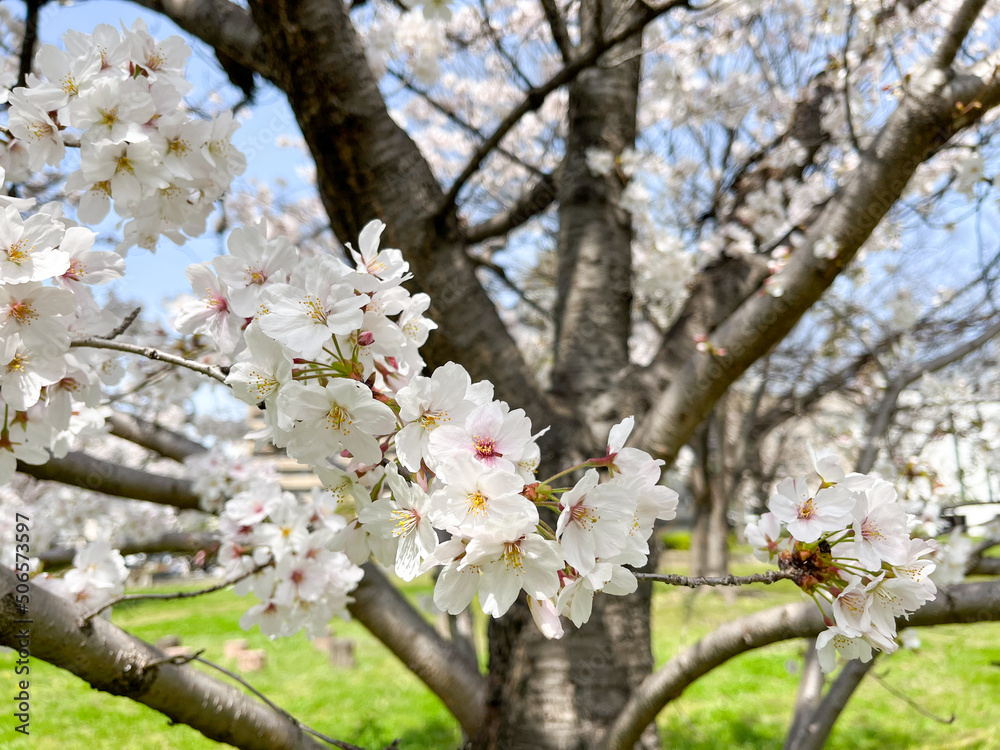 Obraz premium 青空の下で咲く桜の花木