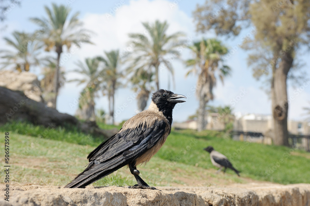 Fototapeta premium Gray crows in the park of the old Jaffa at summer