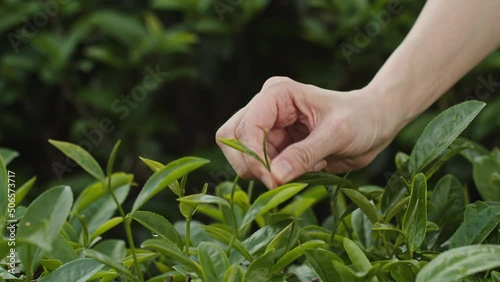 Close up on woman’s hand picking up fresh green tea leave at tea plantation terrace. photo