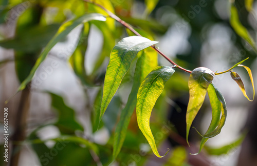 Green leaves on an ornamental tree on a plant.