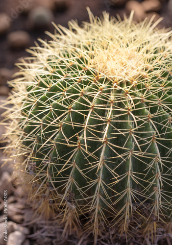 Cactus with needles in the garden.