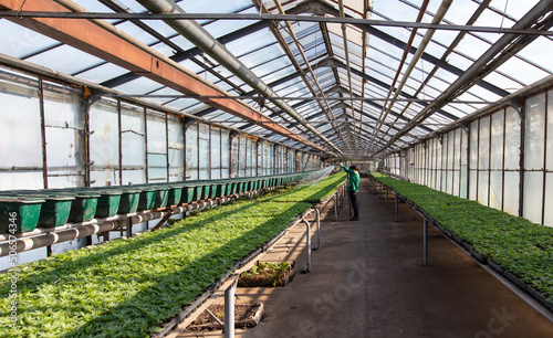 A woman waters plants in a greenhouse with a hose.