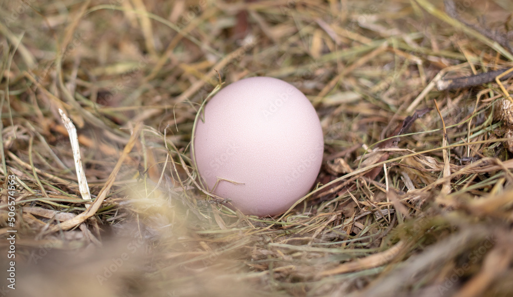 Hen's egg in a straw nest. Hen's egg in a straw nest.
