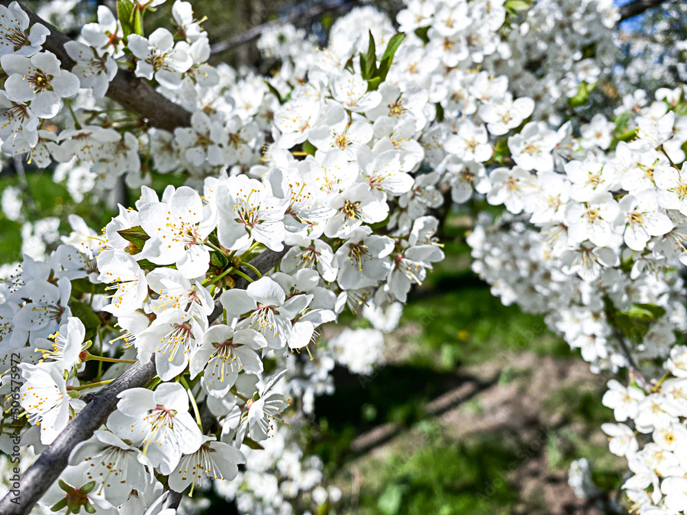 Obraz premium beautiful cherry blossom branch with white flowers close up