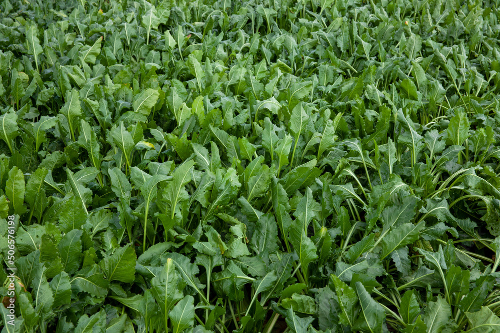 green tops of sugar beet grown in the field green tops of sugar beet grown in the field