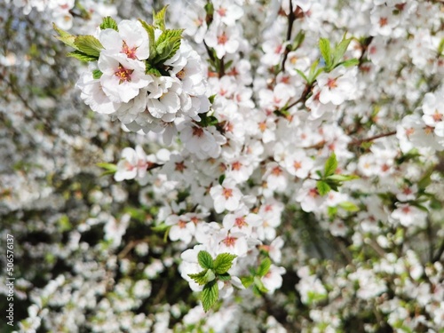 spring in the Russian village green grass blooming flowers