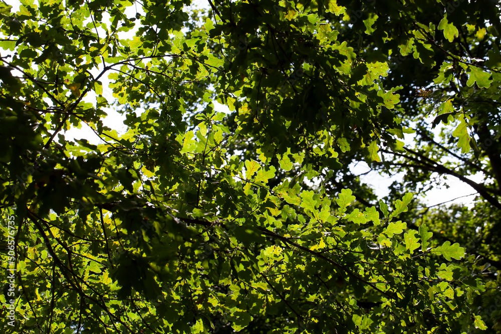 deciduous trees growing in the park in the summer deciduous trees growing in the park in the summer