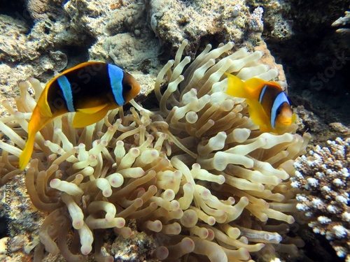 Clownfish of the red sea