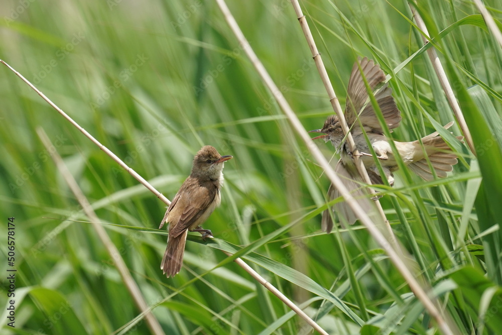 oriental reed warbler in a field