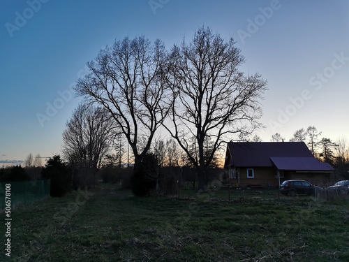 oak branches without leaves at sunset spring