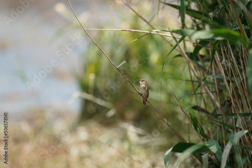 oriental reed warbler in a field