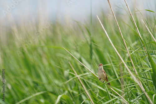 oriental reed warbler in a field © Matthewadobe
