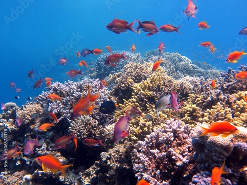 fish and coral reef of Blue Hole dive spot in Dahab, red sea, Egypt