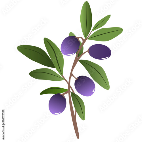 Olive branch isolated on transparent background