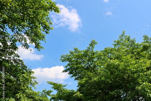 爽やかな青空と新緑 風景 ネーブルパーク