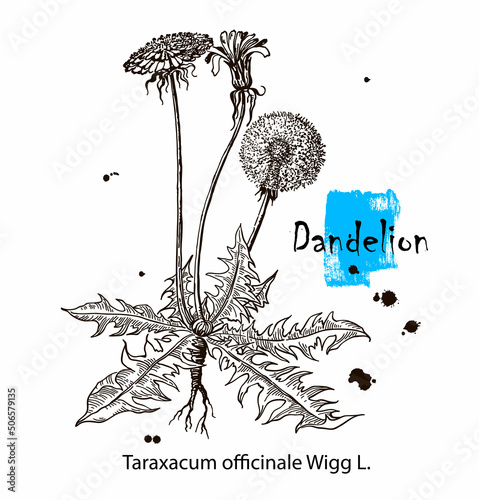 Dandelion flower vector drawing. Isolated wild plant and leaves. Herbal engraved style illustration. Detailed botanical sketch