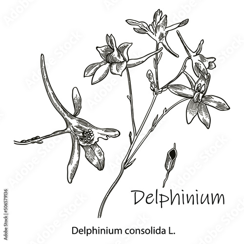 vector outline flowers. Delphinium consolida or Larkspur field is a symbol of unassuming, and sadness. Elegant Floral elements isolated on white