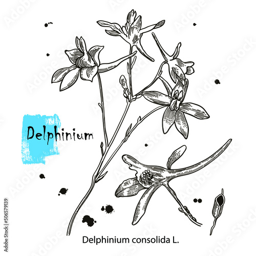 vector outline flowers. Delphinium consolida or Larkspur field is a symbol of unassuming, and sadness. Elegant Floral elements isolated on white