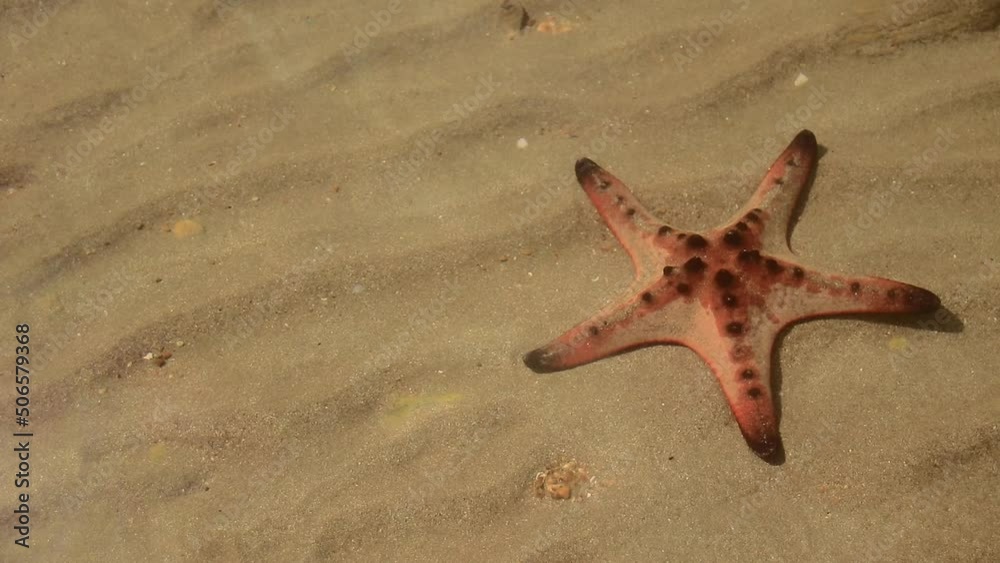 Close up of a Protoreaster nodosus or horned sea star in shallow seawater on a sunny summer day, shot in slow motion Close up of a Protoreaster nodosus or horned sea star in shallow seawater on a sunny summer day, shot in slow motion