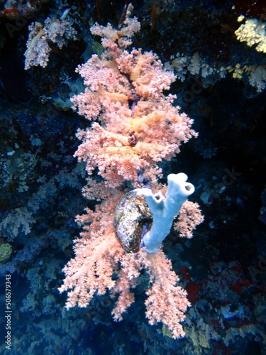 Soft coral of the red sea © Ayman