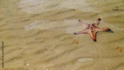 Protoreaster nodosus, commonly known as the horned sea star or chocolate chip sea star in shallow seawater on a sunny summer day photo