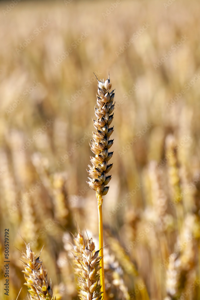 green yellow wheat cereals before harvest green yellow wheat cereals before harvest