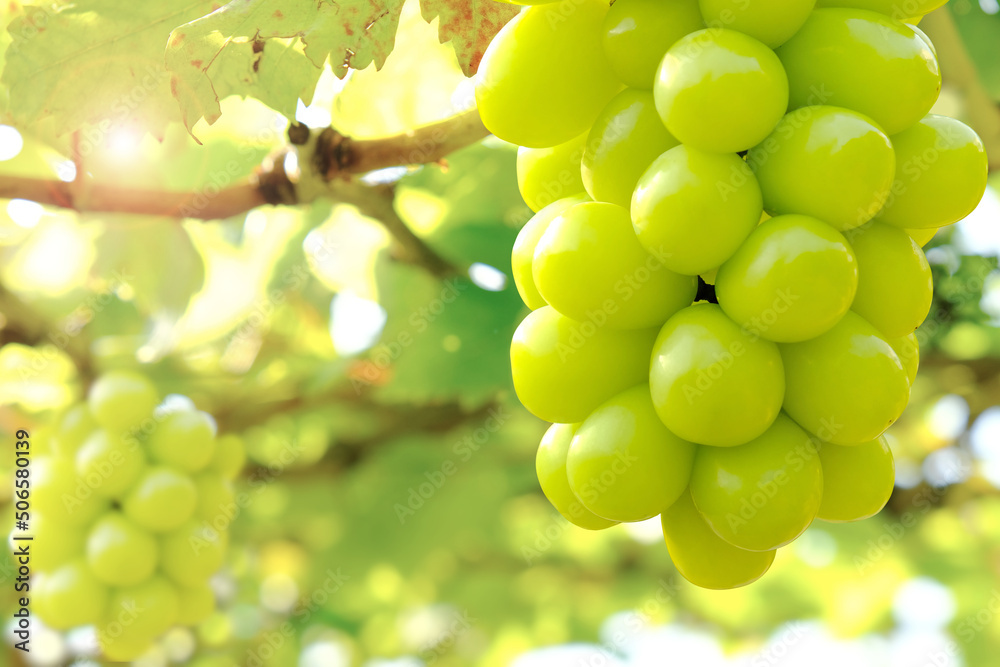 Hanging bunch of white grape with blurred green vineyard background