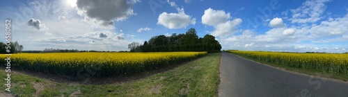 Panoramic yellow brassica with tree, clouds in the sky. Outdoors HD