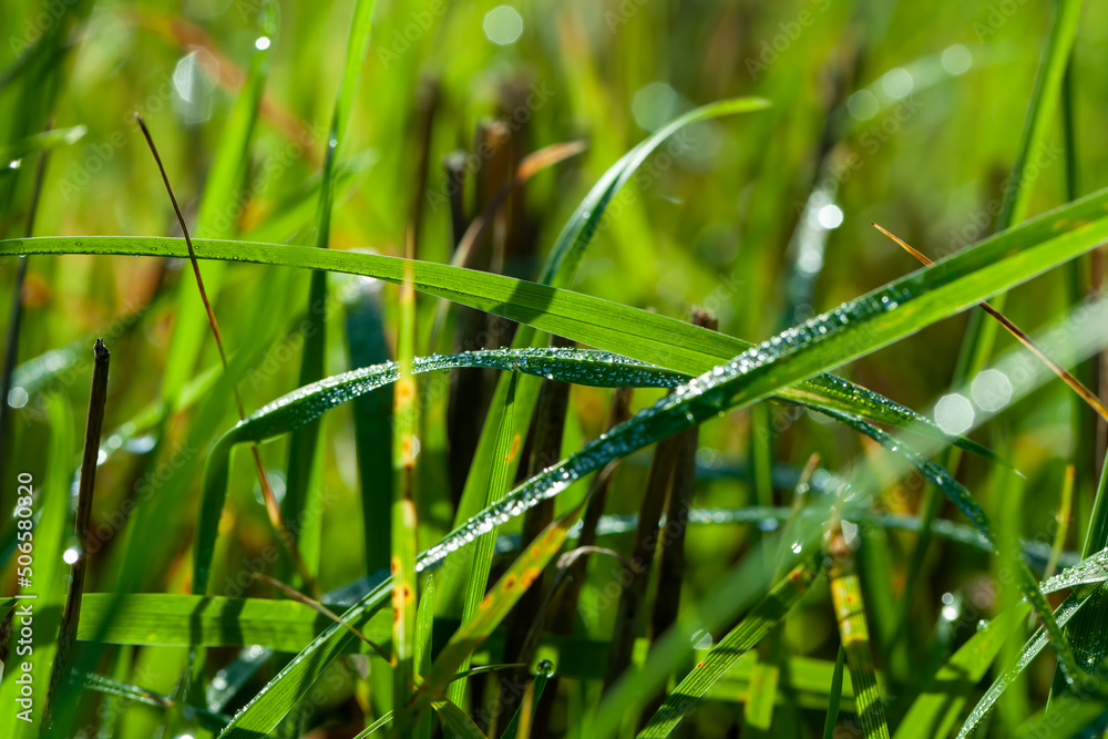 green wheat sprouts in a field with water drops after rain green wheat sprouts in a field with water drops after rain