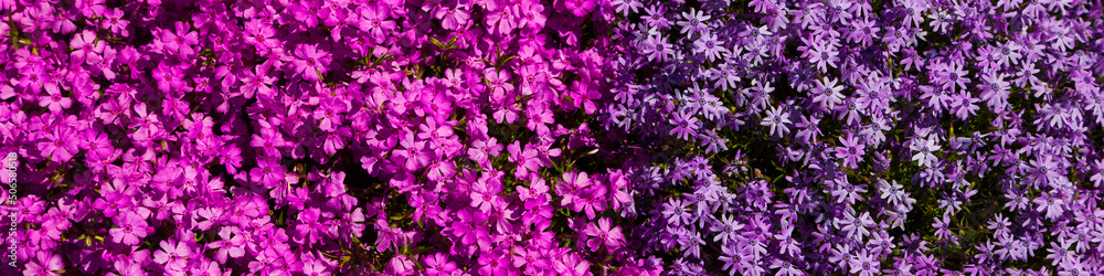 Fototapeta premium Beautiful floral background.
