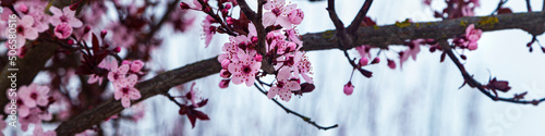 Fotobehang Blossoming sakura tree. Banner
