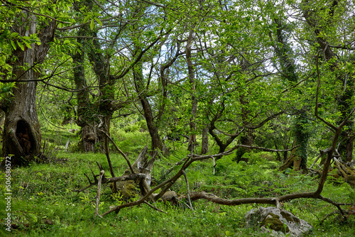 beautiful forest in the Montenegro