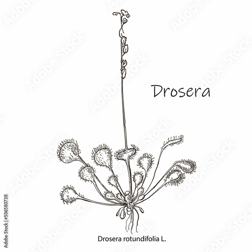 Vector hand drawn botanical illustration of Sundews isolated on white background. Floral monochrome illustration in sketch style. Use for your design