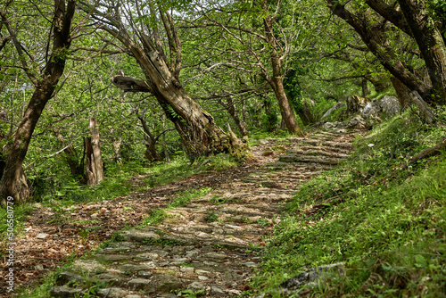 beautiful forest in the Montenegro