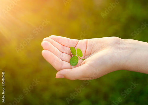 children's hand with a leaf of clover close-up outdoors