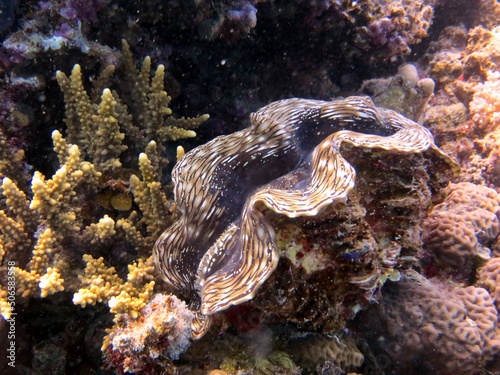 Giant clam of red sea