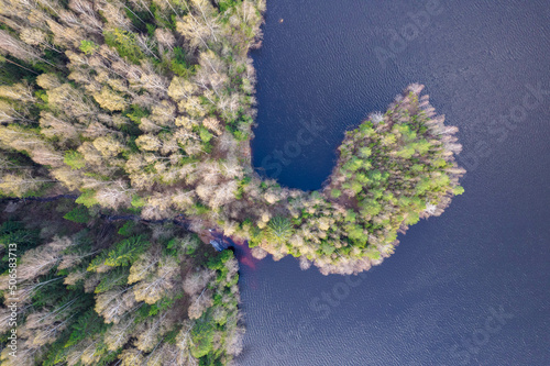 forest on the lake