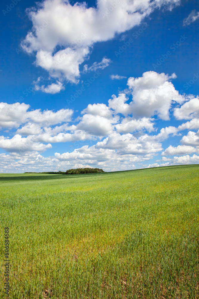 Obraz premium green cereal field with wheat in summer