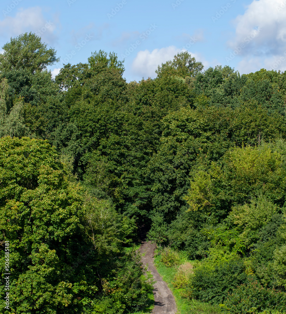deciduous trees growing in the park in the summer deciduous trees growing in the park in the summer