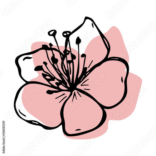 Vector cherry flower clipart. Hand drawn blossom illustration. For print, web, design, decor, logo.