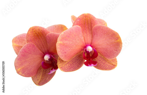 red orchid isolated