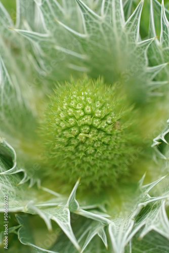 Closeup on an emerging flowerhead of Willmott's ghost thistle, Eryngium giganteum in the garden photo